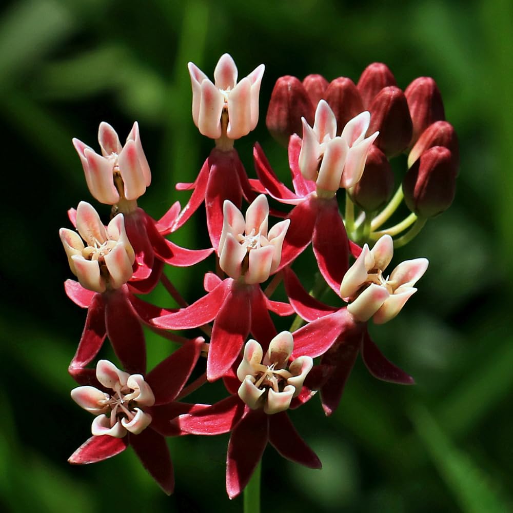 Pack 4 Butterfly Milkweed Plants Live, Milkweed Live Plants, 5-8" Height Asclepias Tuberosa Perennial Flowers Home Garden (Deep Red Milkweed)