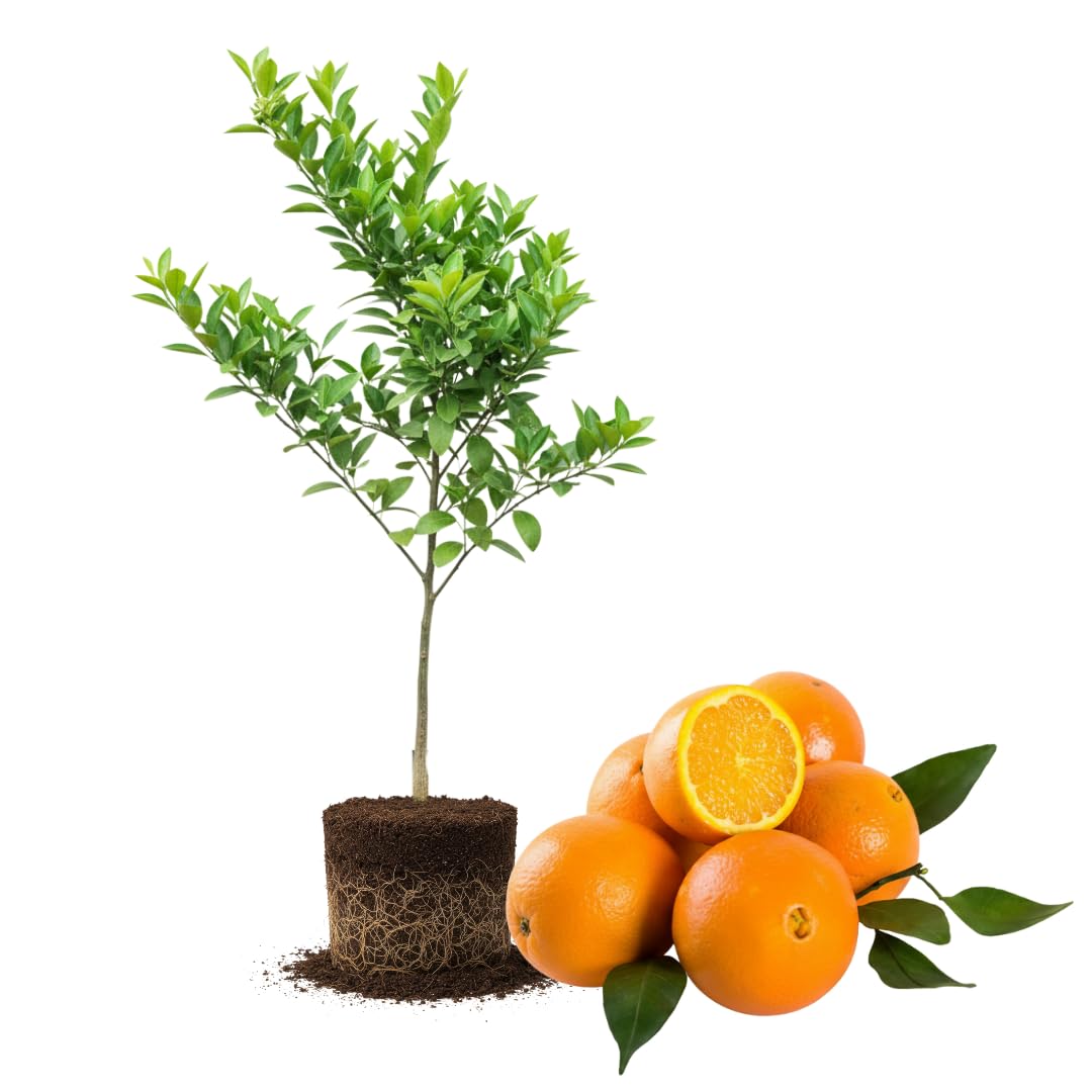 Live Navel Orange Tree, Sweet Orange Fruit Plant, 3-4 Feet Tall in 5 Gallon Pot, Ready for Planting