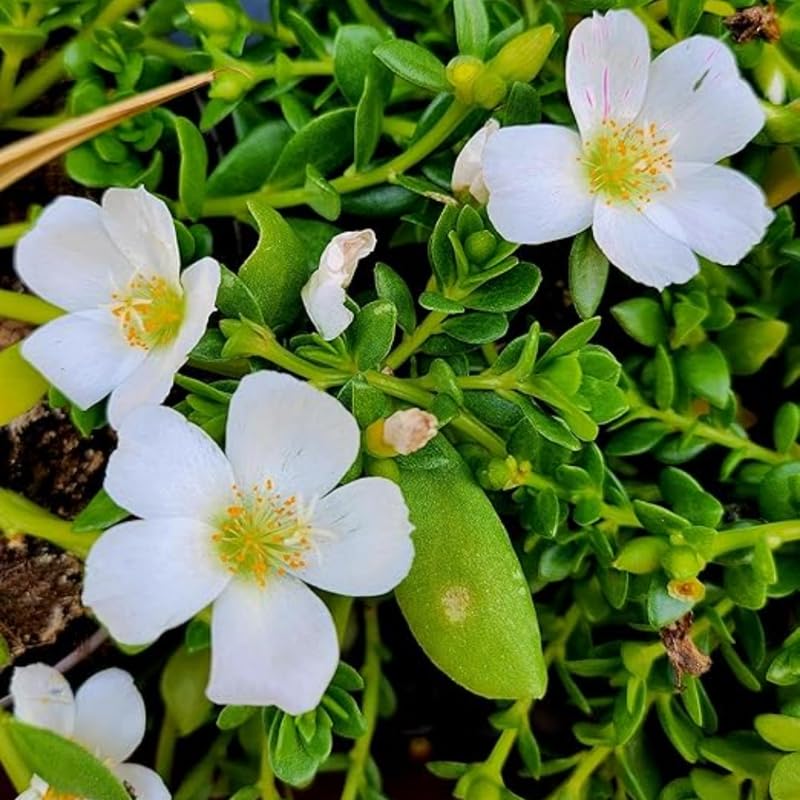 4 White Moss Rose Plants Live, Portulaca Ground Cover Flowers, 4-6 Inch Tall Plants for Garden or Containers