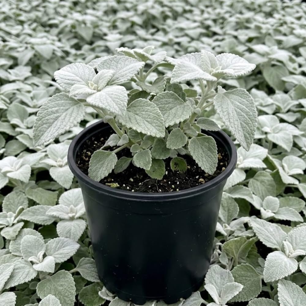 Set 2 Swedish Ivy Plant Live, Silver Swedish Ivy Plants Live House Plants, Seedlings from 2 to 4 Inches Tall, 2 Inches Pot