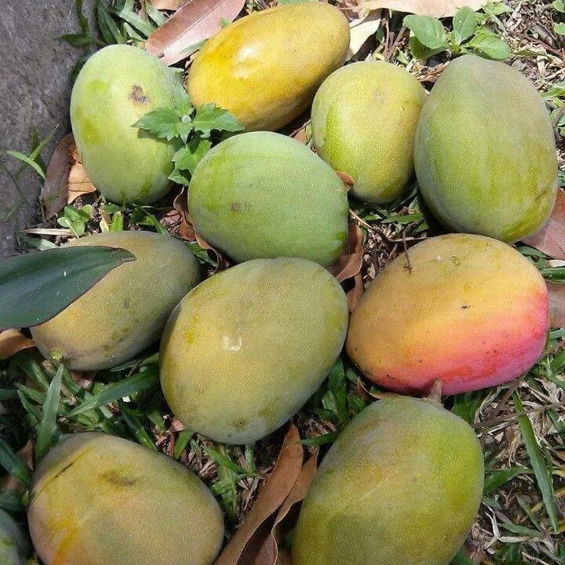 Red Yellow Tree Plant 2-3ft Tall in 3 Gallon Pot for Outdoor Planting, Mango Plant Live, High Yield Tropical Fruit Tree, No Ship to CA