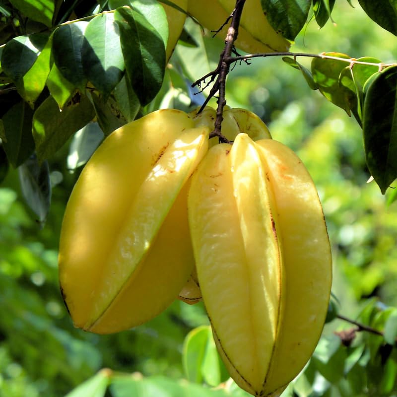 Starfruit Tree in 1 Gallon Pot, Starfruit Fruit Plants Live for Outdoor Gardening, Tropical Fruit Tree, No Ship to CA
