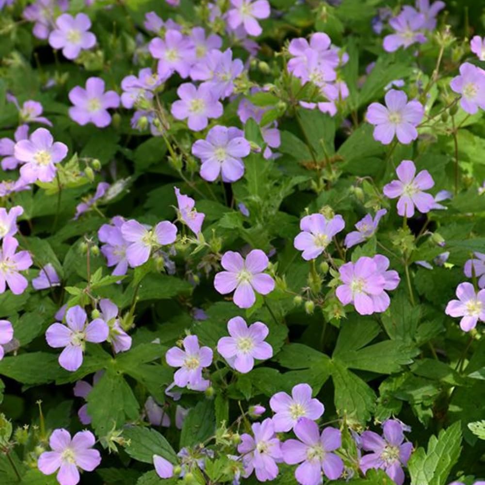 5 Wild Geranium Roots, Hardy Perennial Ground Cover, Live Flower Roots for Gardening