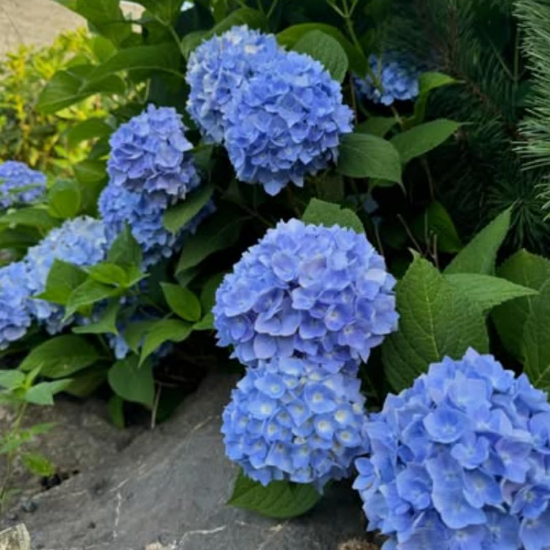 2 Blue Hydrangea Plant Live Rooted Cutting, Hydrangea Tree Live Plant for Planting, 8 to 12 Inc Tall