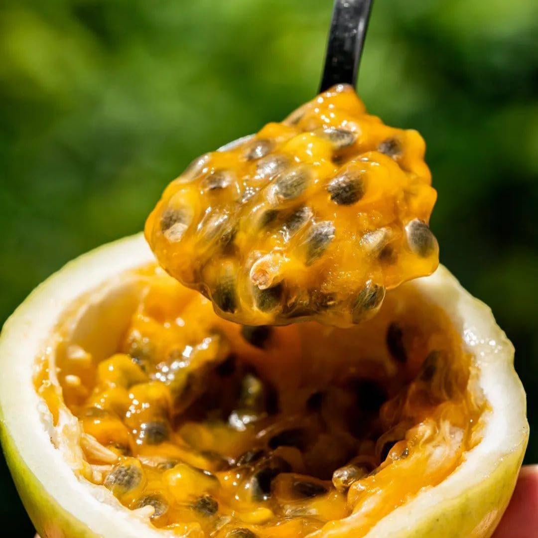 Set 2 Yellow Passion Plants Live, Passion Fruit Vine Live Plant, 4 to 6 Inc Long