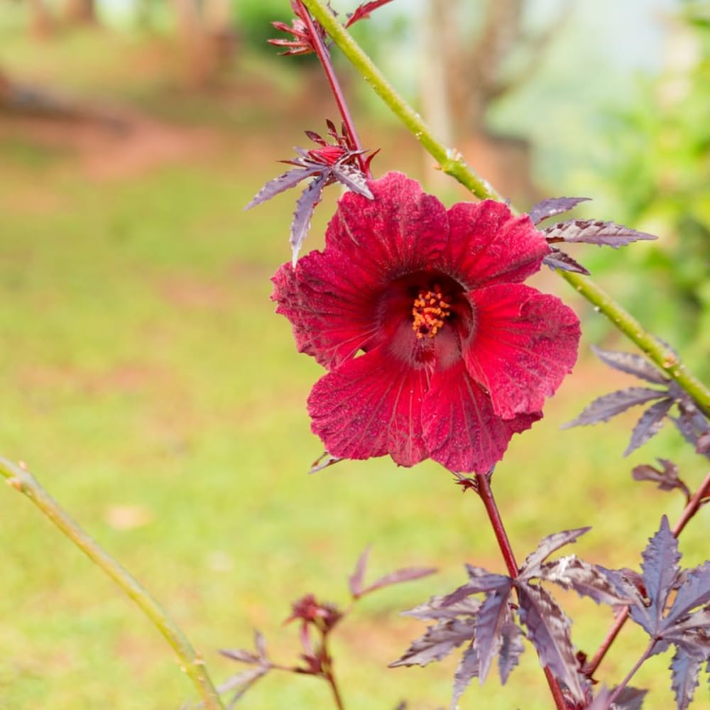 3 Cranberry Hibiscus Plants, Red Hardy Hibiscus Live Plants Well Rooted Plant 4-7 Inch Tall, Outdoor and Container Growing