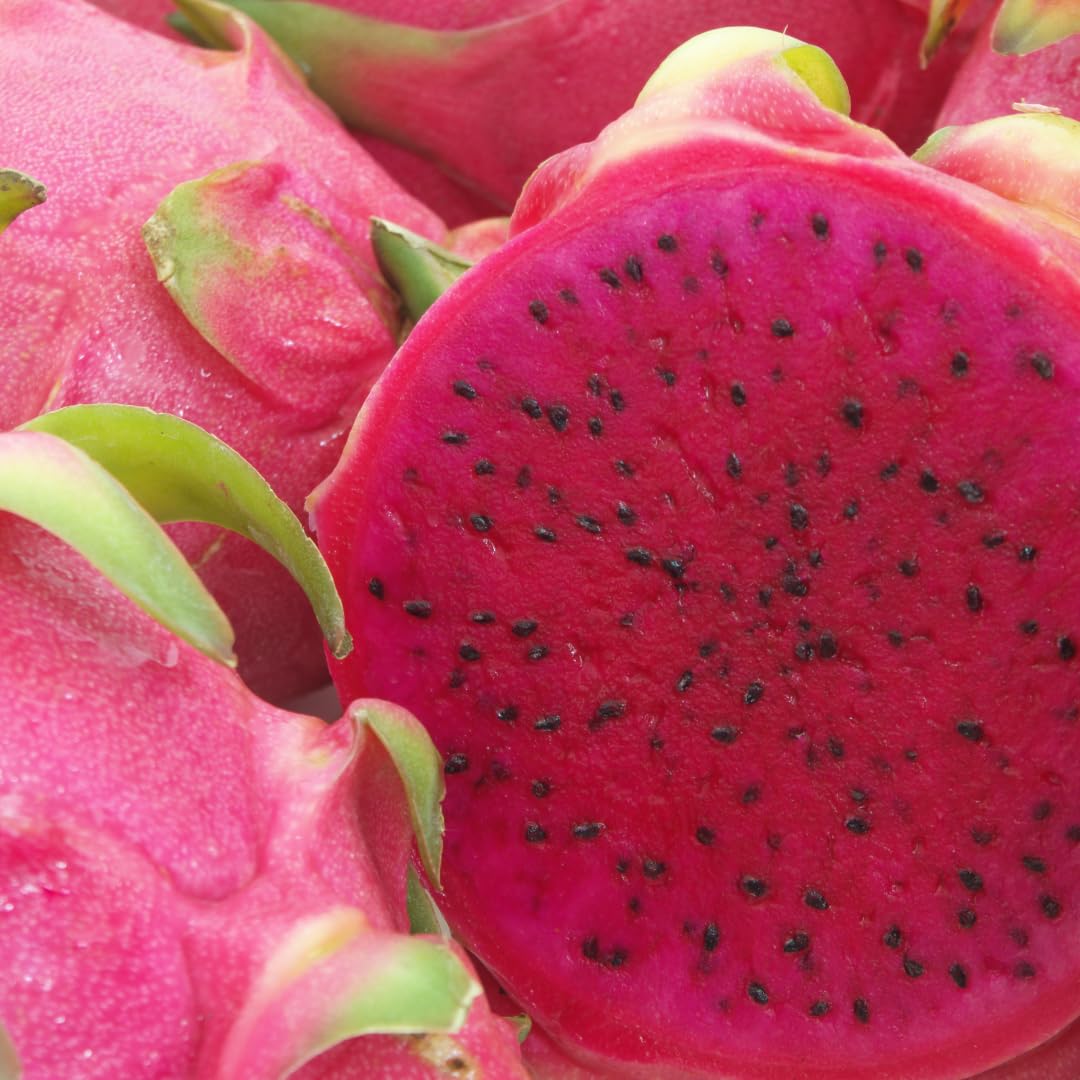 Live Dragon Fruit Plant, Sweet Dragon Fruit Vine Plant, Tropical Plant,1 Gallon Potted for Growing (Red)