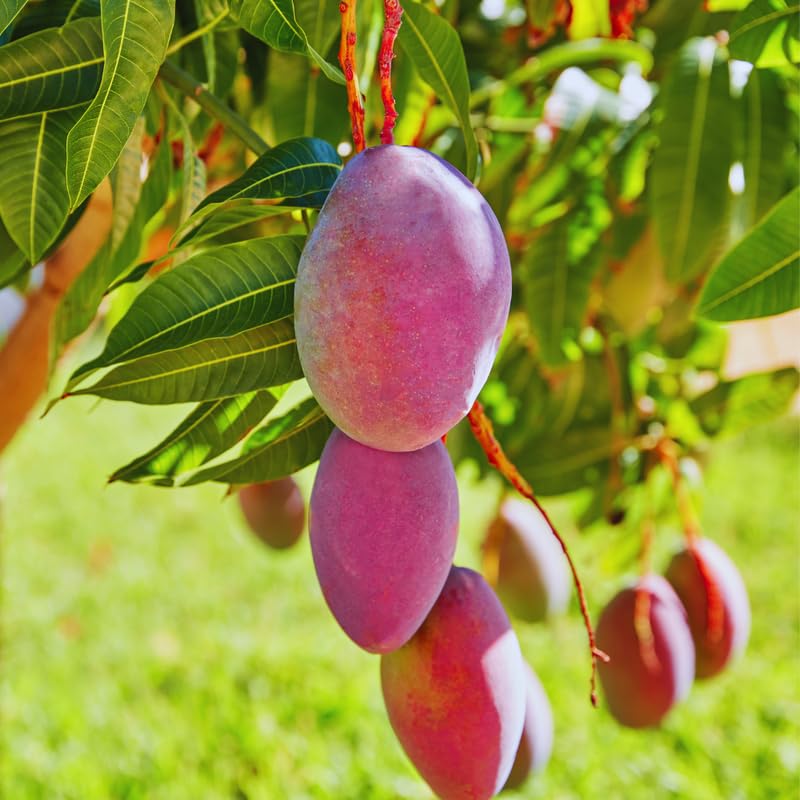 Pink Mango Tree Live Plant, Grafted Mango Fruit Plant Live, Sweet Tropical Fruit Tree Gardening, 2–3 Feet Tall, 3 Gallon Pot, No Ship to CA