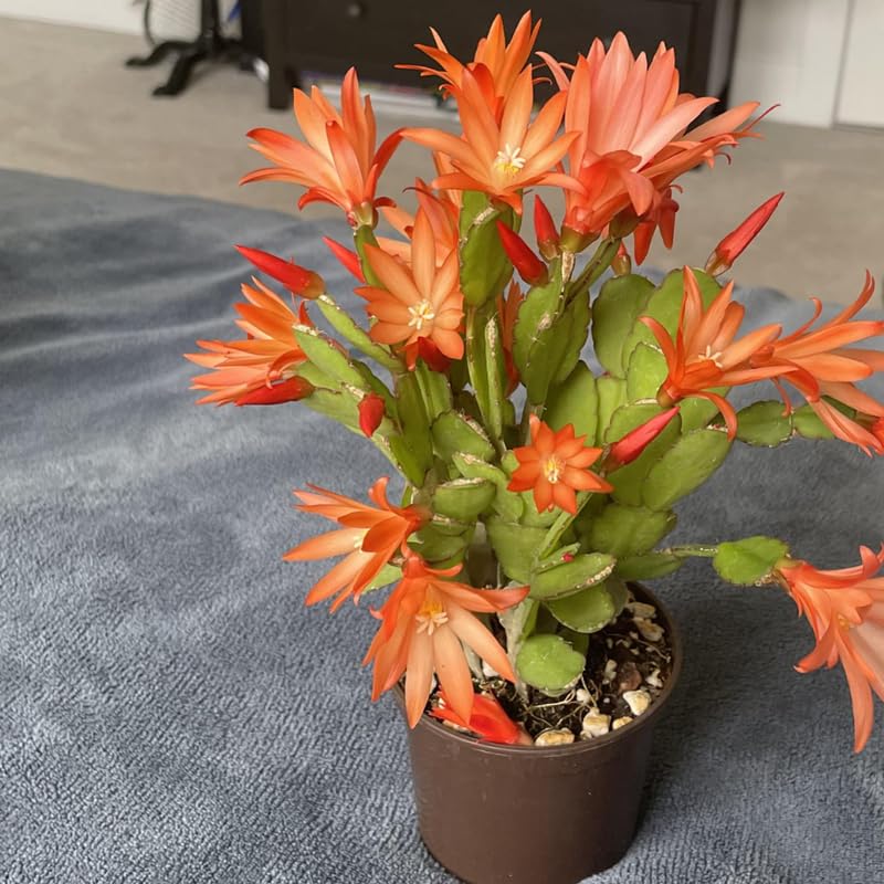 Orange Easter Cactus Flowering Plants, Spring Easter Cactus, Live Indoor Houseplant, 4 to 6 Inches