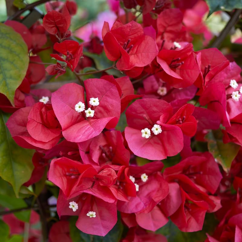 Set 2 Magenta Red Bougainvillea Plants, 5-8" Tropical Bougainvillea Plant Starter, Colorful Perennial Blooms, Live Well Rooted Plant