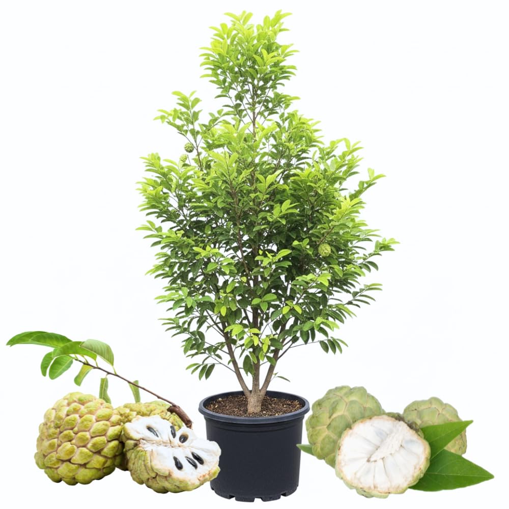 Sugar Apple Tree Live Plant in 5 Gallon Pot, 3-4 Feet Tall, Sweet Custard Apple Fruit Tree, Tropical Annona Squamosa Tree