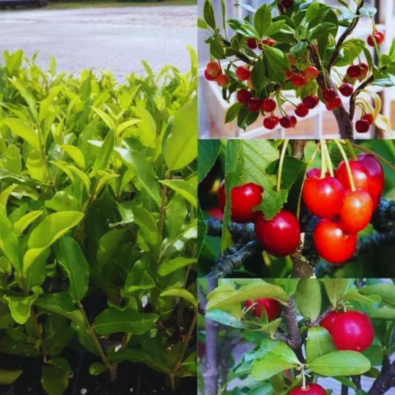 Barbados Cherry Tree Live Plant, 6 Months Old, 4-6" Fast-Growing and High Yielding Sweet Fruit, Edible Fruit Bearing Tree for The Patio and Garden, No Pot