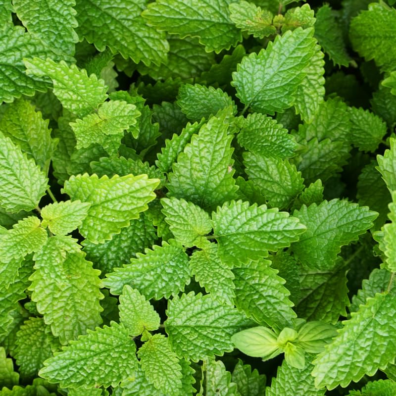 Set of 3 Lemon Balm Live Plants, Fragrant Herb Starter 4-7 Inches, Easy Care Garden Container