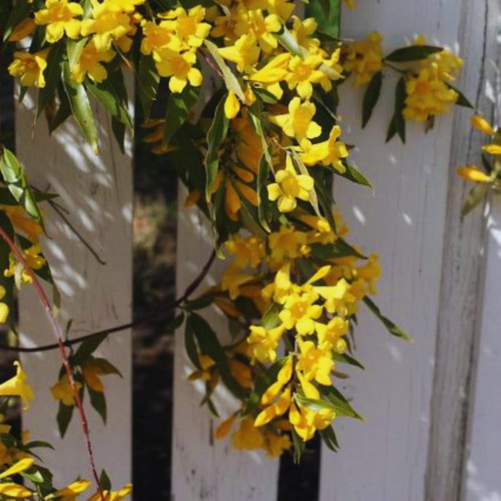 Jasmine Plants Live, Set 3 of Yellow Jasmine Live Plants, 5 Inches to 7 Inches Long, Plant for Indoors Or Outdoor Gardening