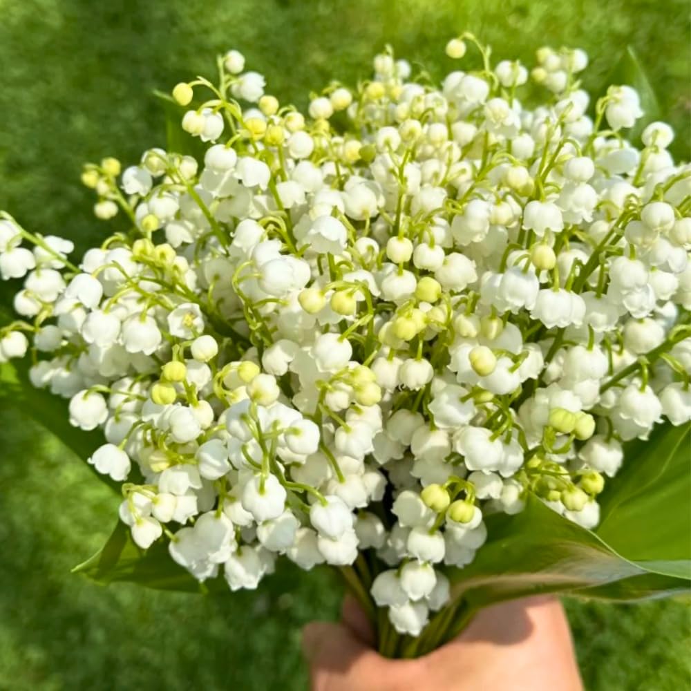 10 Fragrant Lily of The Valley Bulbs Roots for Planting, Perennial Sweet Fragrant White Flower, Zones 2 to 9, Cold Hardy