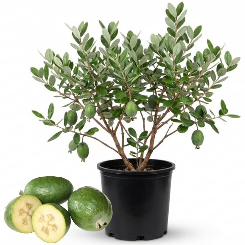Pineapple Guava Tree - 3 Gallon Pot, 2-3 Ft Tall Live Plant Guava Tree for Planting, No Ship to CA