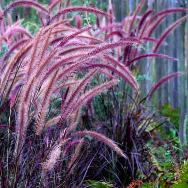 YOKEBOM 2 Purple Fountain Grass Plants Live for Planting, Ornamental Grass for Landscaping, Hardy Grasses Clupms 4-7 Inch Tall Well Rooted