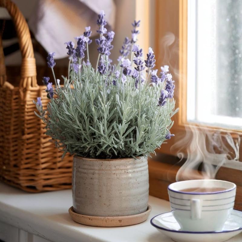 2 Goodwin Creek Lavender Plants Live for Planting, 4-8" Lavender Plant, Fragrant Purple Flowers, No Pot, Bare Root Herb for Garden, Container Growing