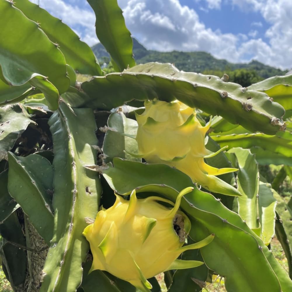 4 Yellow Dragon Fruit Plants Live, Pitaya Tree Plant Well Rooted 4 Inches
