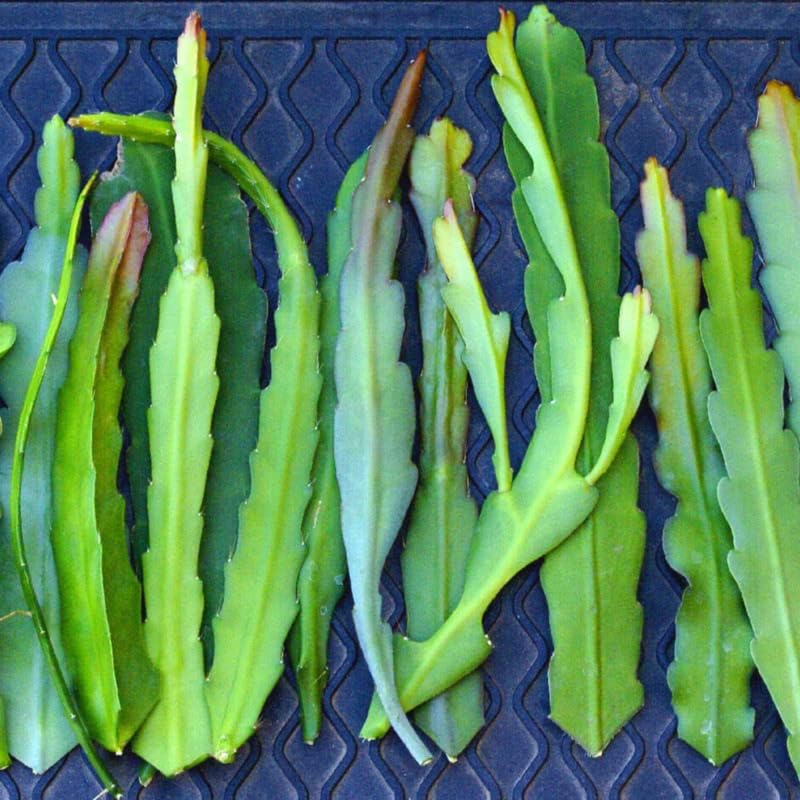 Set of 2 Dragon Fruit Plants Live, 4-8 Inches Tall, Tropical Cactus Live Plant, Dragonfruit Seedlings
