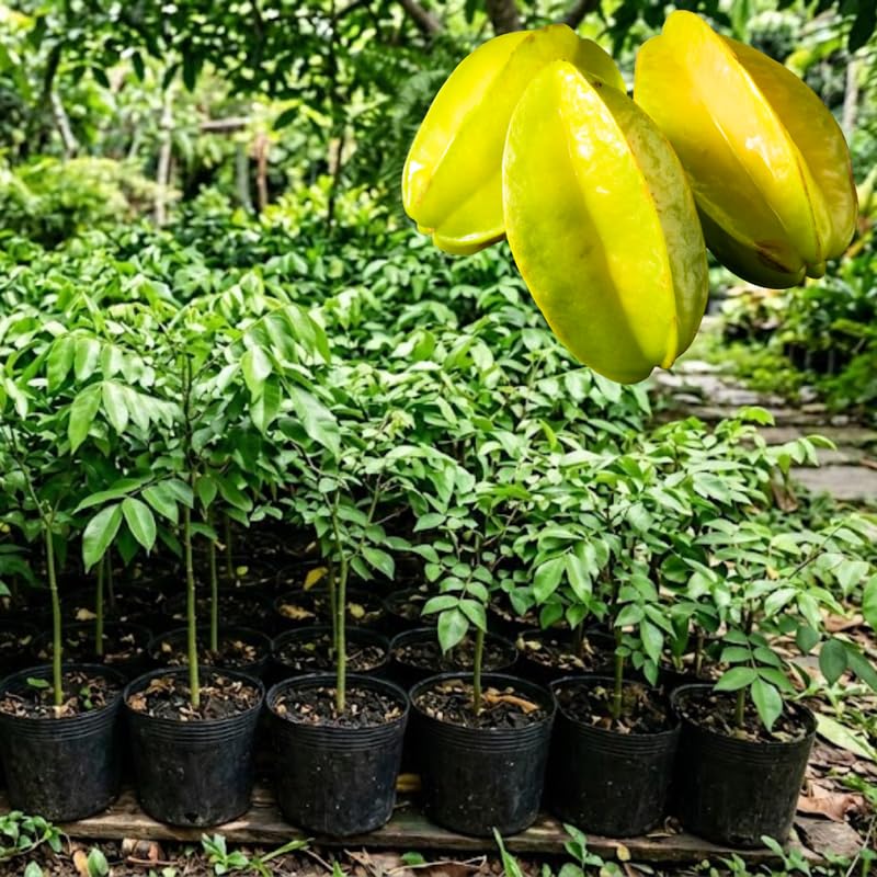 Starfruit Grafted Tree Live Plant, 2 to 3 Feet Tall, Large Star Fruit Carambola Plant in 3 Gallon Pot for Landscaping or Gardening, No Ship to CA