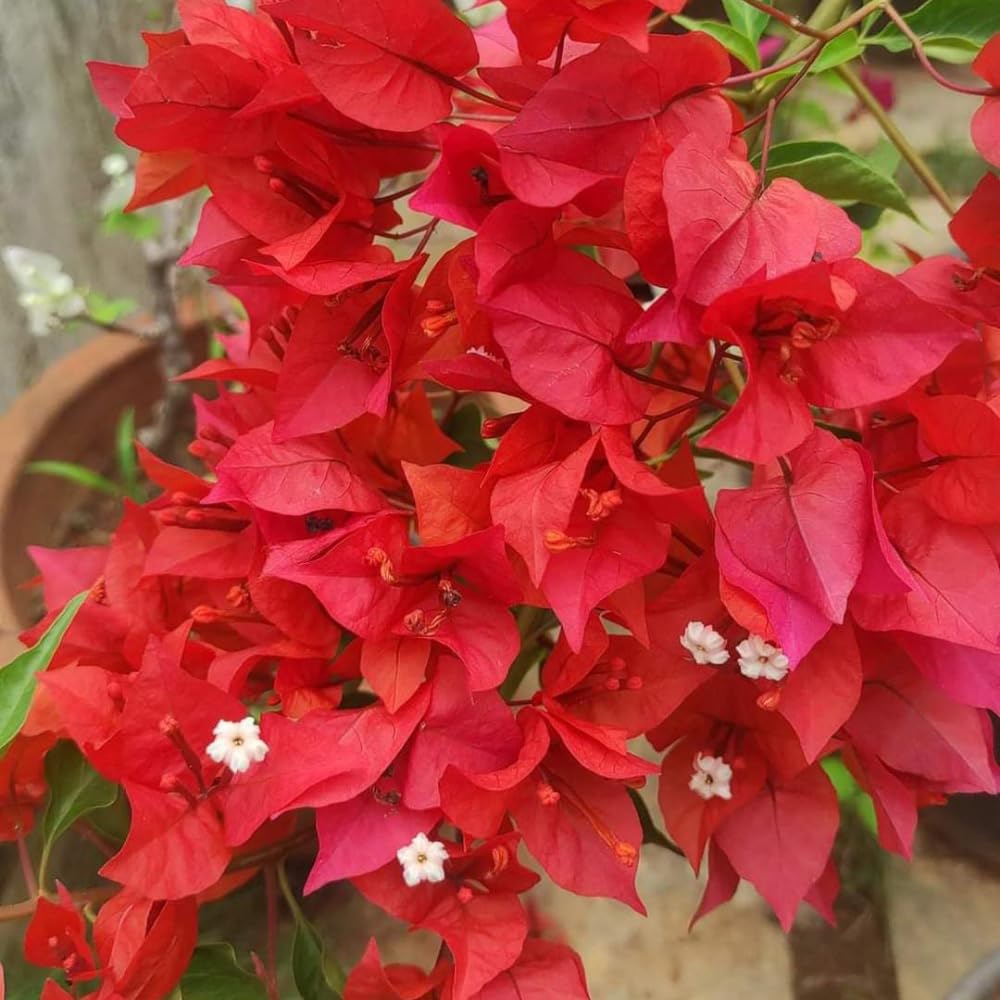 Set of 2 Bougainvillea Plants, Tropical Flowering Bougainvillea, Colorful Perennial Blooms, 5-8 Inches Tall for Indoor or Outdoor Planting (Red Orange Bougainvillea)