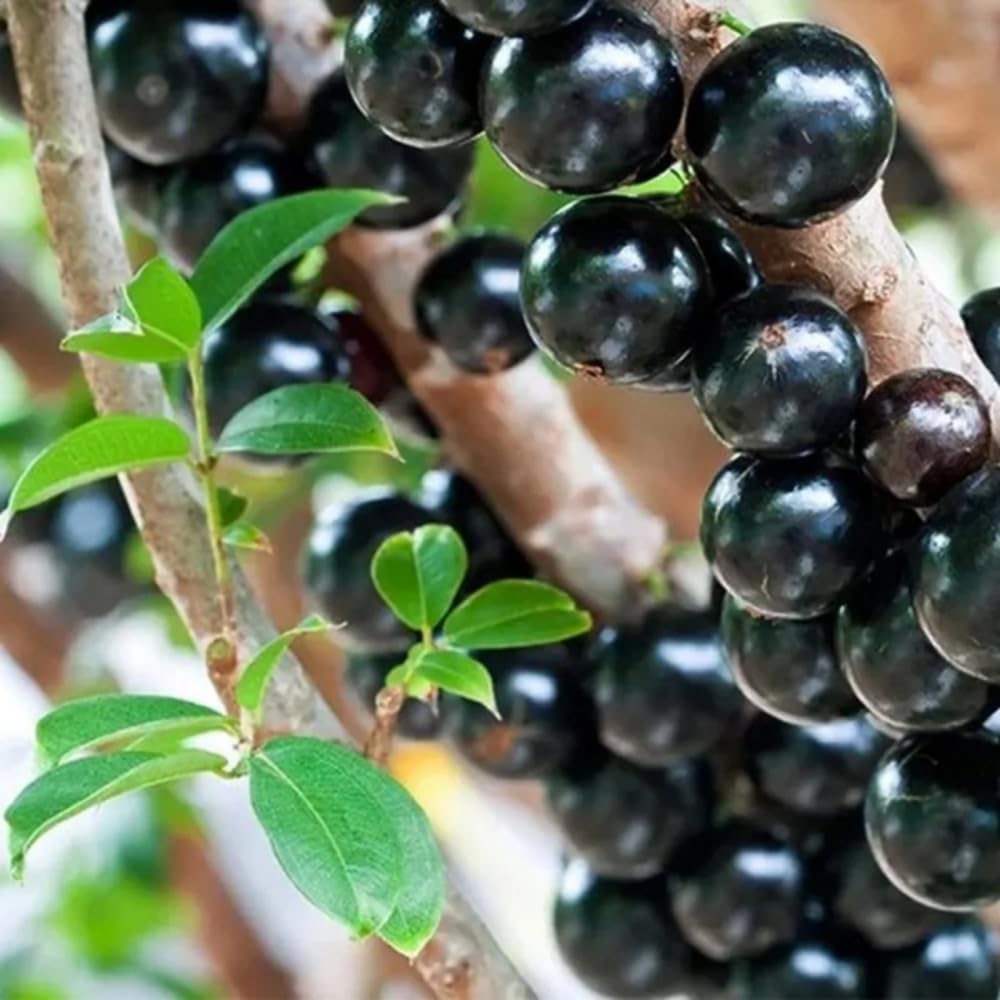 Jaboticaba Tree Live Plant, 10-12” Tall, Well-Rooted for Outdoor Growing, Jabuticaba Plant