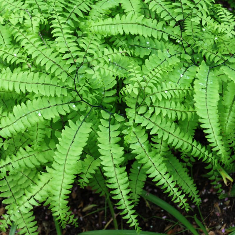 5 Maidenhair Ferns Live Plants Rhizomes, Ferns Live Plants Outdoors Indoors, Pack 5 Bare Roots