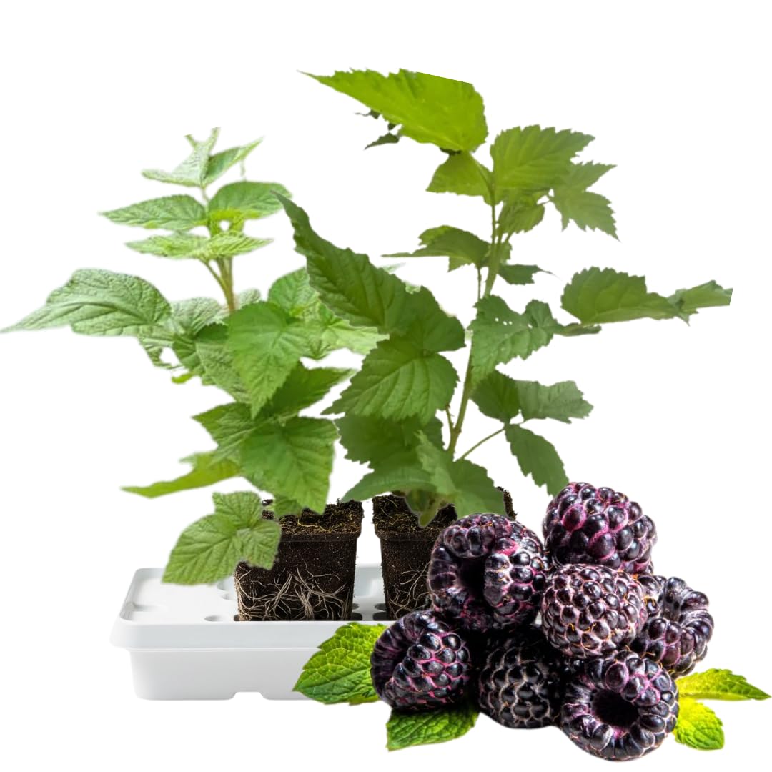 Set 2 Glencoe Thornless Raspberry Plants Live, Raspberry Trees Live Plants, Raspberry Seedlings, 5-9 Inc, Raspberry Fruits Trees