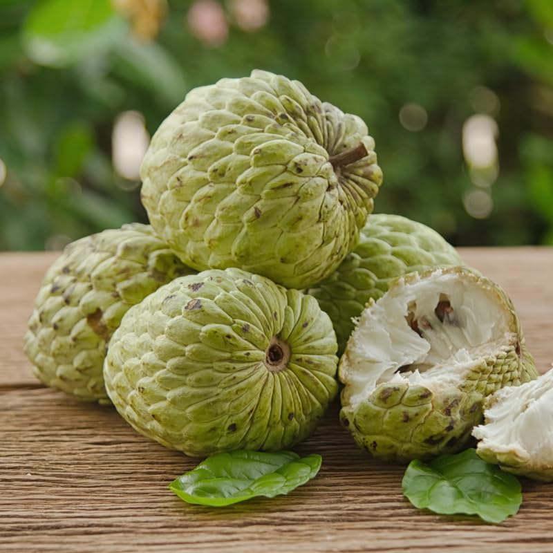 Live Sugar Apple Tree Plant, Annona Squamosa Sugar Apple Tree in 1 Gallon Pot for Planting Outdoors, No Ship to CA