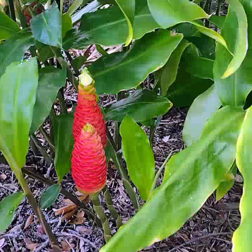 10 Shampoo Ginger Roots, Awapuhi Zingiber Zerumbet Pinecone Ginger Rhizomes, Cold Hardy Ginger Lily Flowers