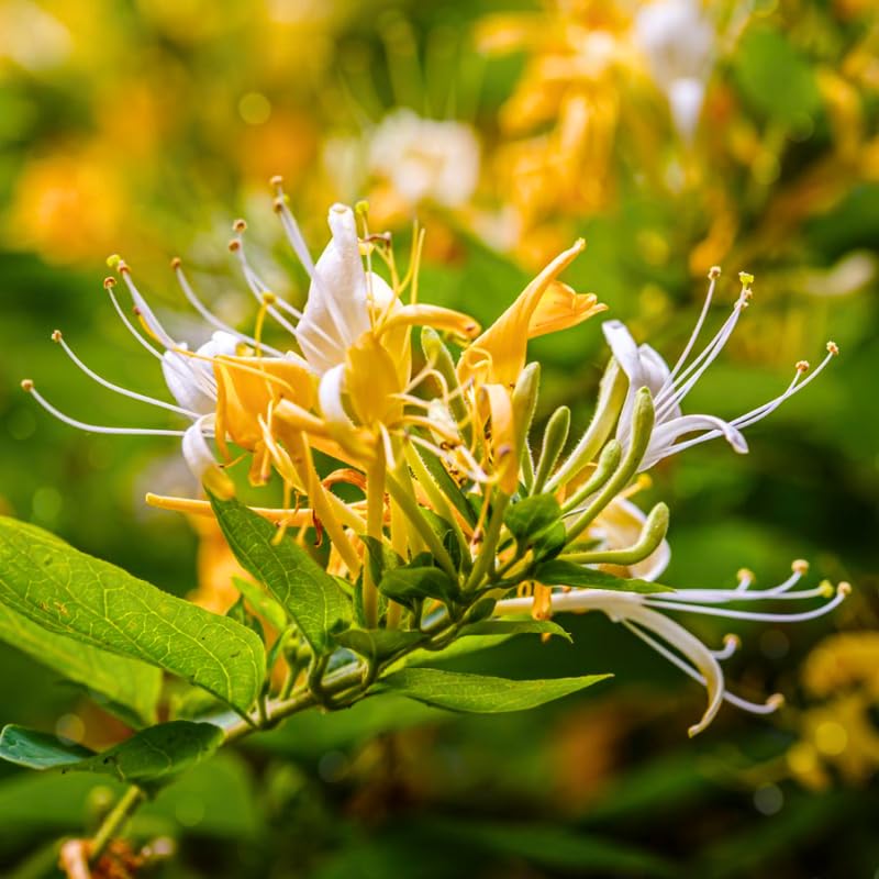 2 Honeysuckle Plants Live, Fragrant Climbing Honeysuckle Vines 4-8 Inches, Suitable for Trellis and Fences, Indoor Outdoor Growing