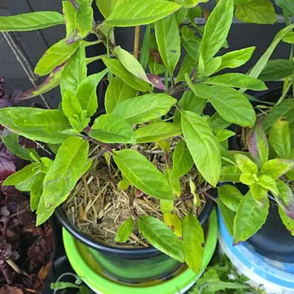 3 Longevity Spinach Plants Live, Rooted Longevity Spinach Vegetables for Planting Growing Outdoors