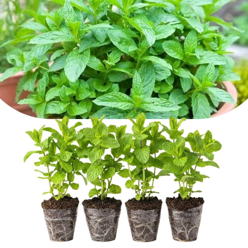 Set 4 Spearmint Plants Live, 4-6 Inches Tall, Mint Live Plants, Culinary Herb for Indoor or Outdoor Planting