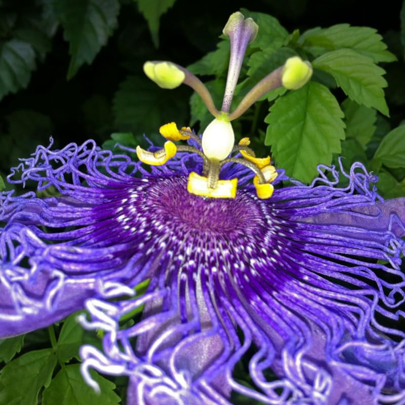 Deep Purple Passion Flower Plant Live, Passiflora Vine for Garden, 4-8" Tall, Hardy Flowering Vine for Garden or Trellis