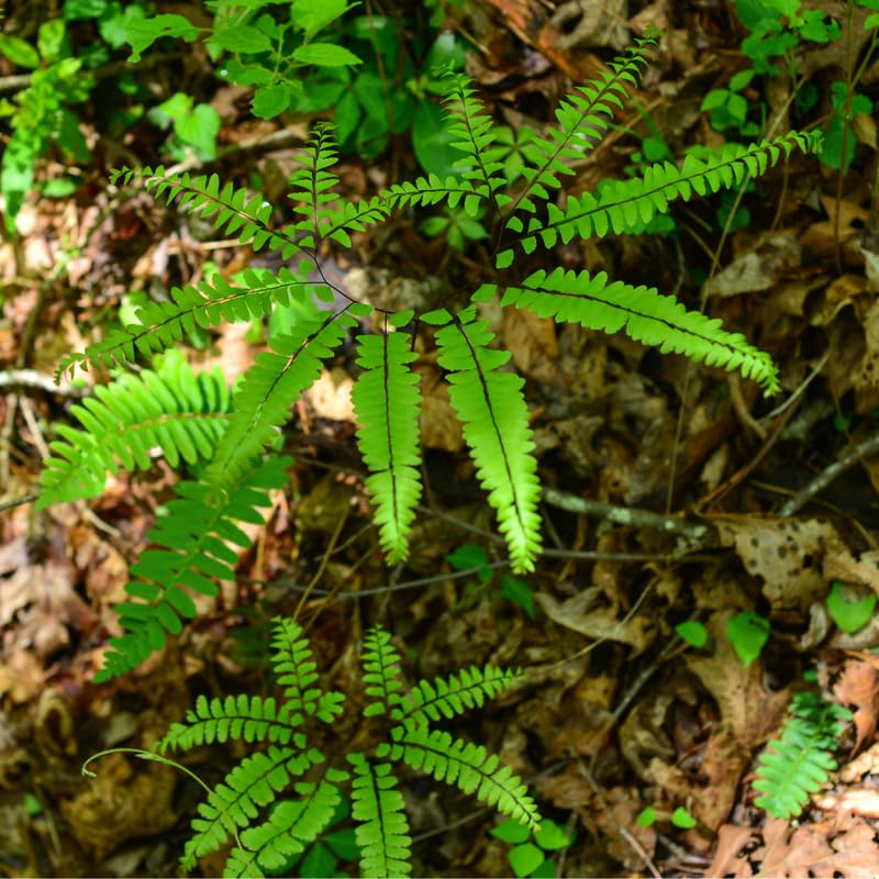 5 Maidenhair Ferns Live Plants Rhizomes, Ferns Live Plants Outdoors Indoors, Pack 5 Bare Roots