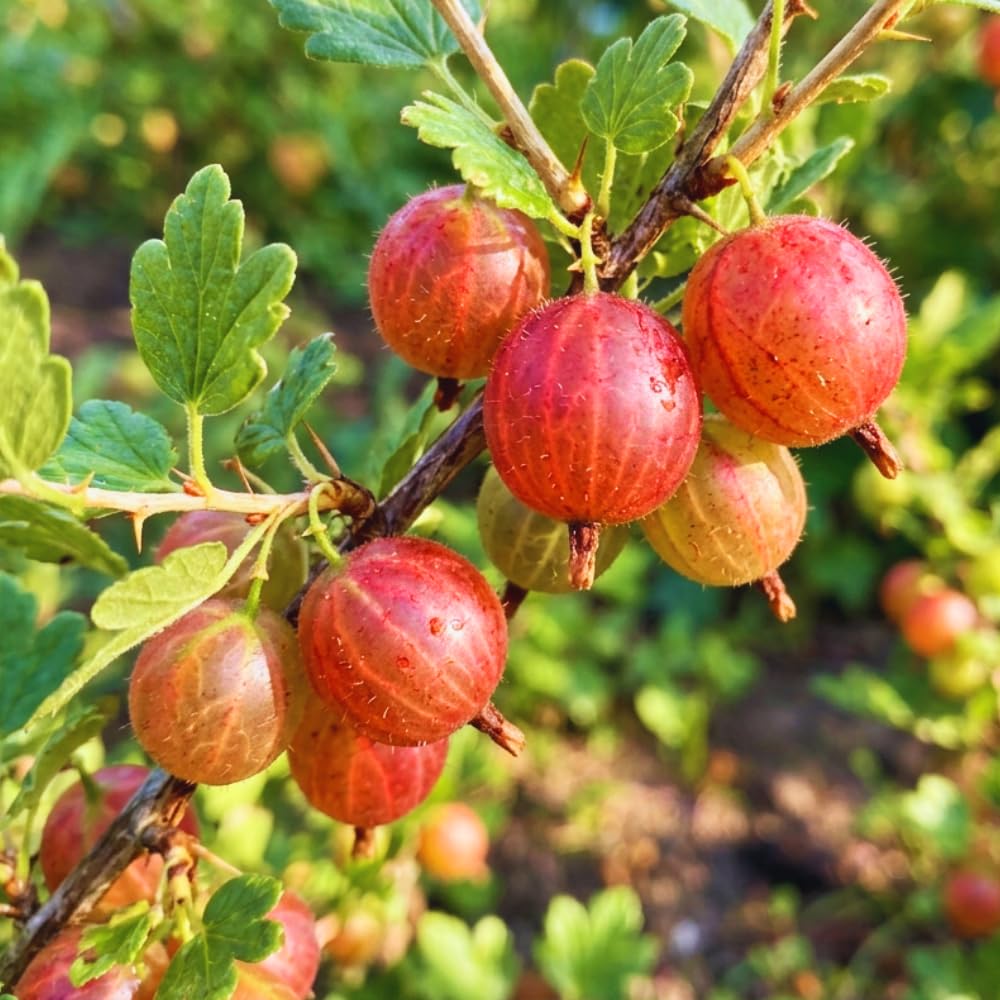 Red Gooseberry Plant Live, Gooseberry Bush, 4-6 Inch Tall