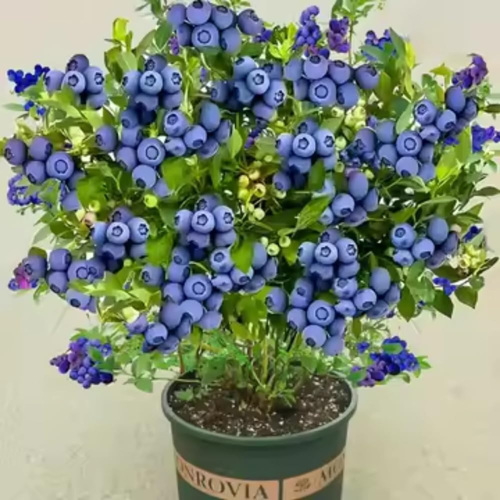 3 Years Old Bright Blueberry Bush Tree Live Plant 1-2 Feet Tall in 2 Gallon Pot, Blueberries Plants, High Yielding, Ready to Fruit, No CA