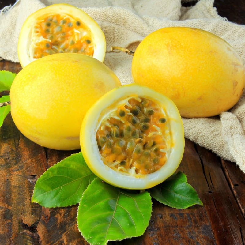 Yellow Passionfruit Tree Live Plant, Passion Fruit Vine for Planting, 4-8 Inches Tall