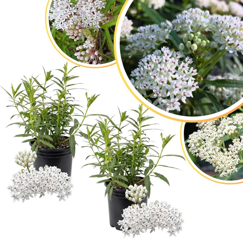 2 White Vining Milkweed Plants Live for Spring Planting, Butterfly Mikweed 4-8" in Tall, Asclepias Tuberosa Plants Bush for Perennial Flowers Outdoor Growing