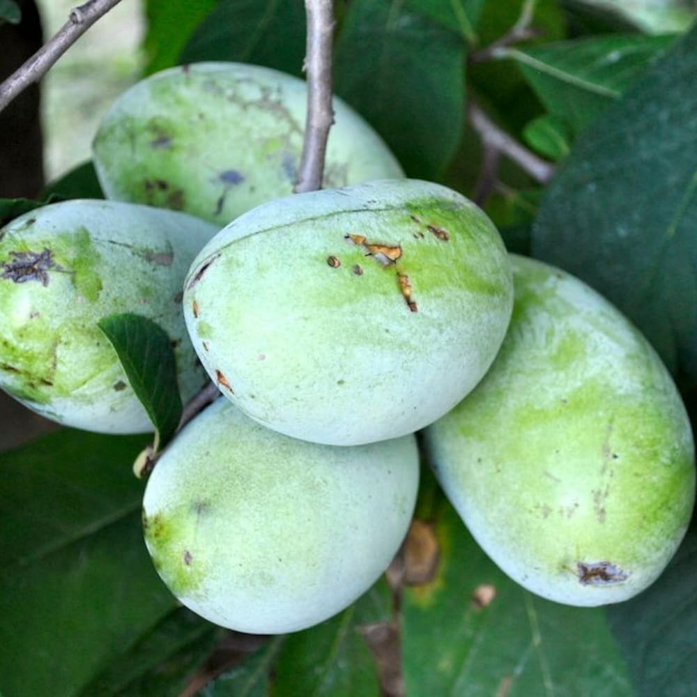 Pawpaw Tree Live Plant, Pawpaw Seedlings 6-14 Inch Tall, Hardy Fruit Trees for Planting Outdoors, in Quart Pot