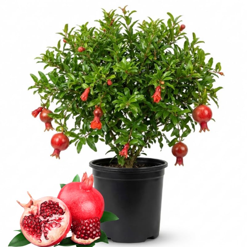 Pomegranate Tree Live Plant - 3-4 Ft Tall in 3 Gallon Pot - Large Pomegranate Fruit Tree for Outdoor Garden and Landscape, No Ship to CA