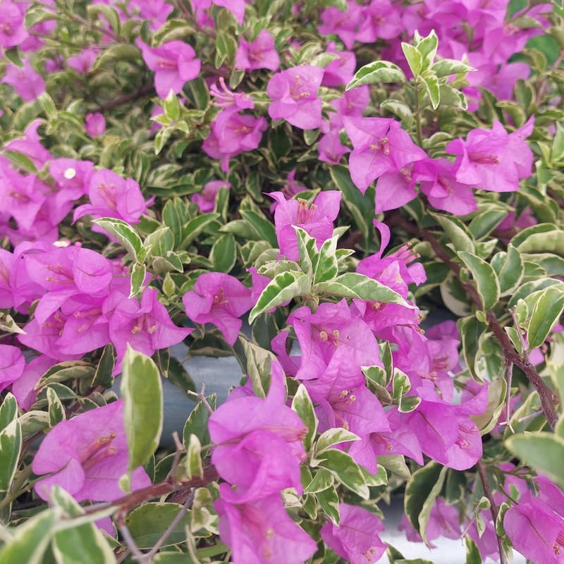 Set 2 Variegated Purple Bougainvillea Plants, 5-8" Tropical Bougainvillea Plant Starter, Colorful Perennial Blooms, Live Well Rooted Plant