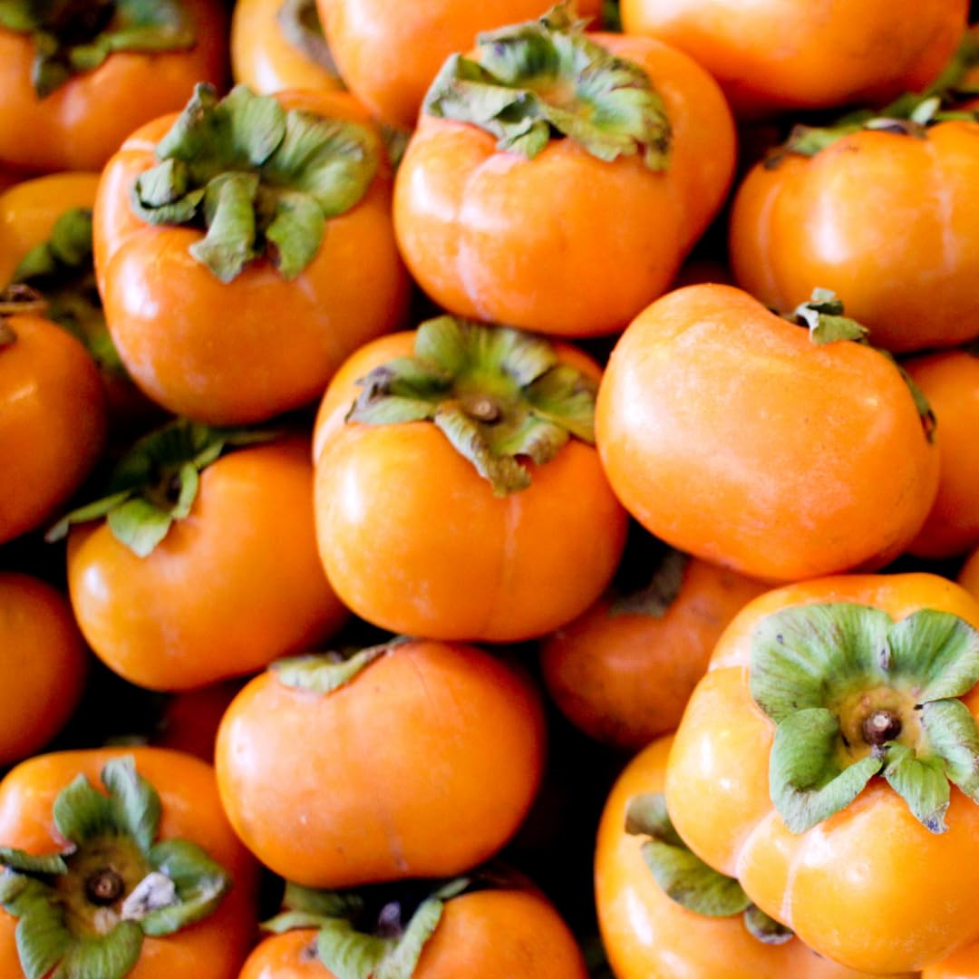 Potted Persimmon Tree Live Plant, 1 Year Old Seedlings, 6-12" in Tall, Cold Hardy, Sweet American Persimmon