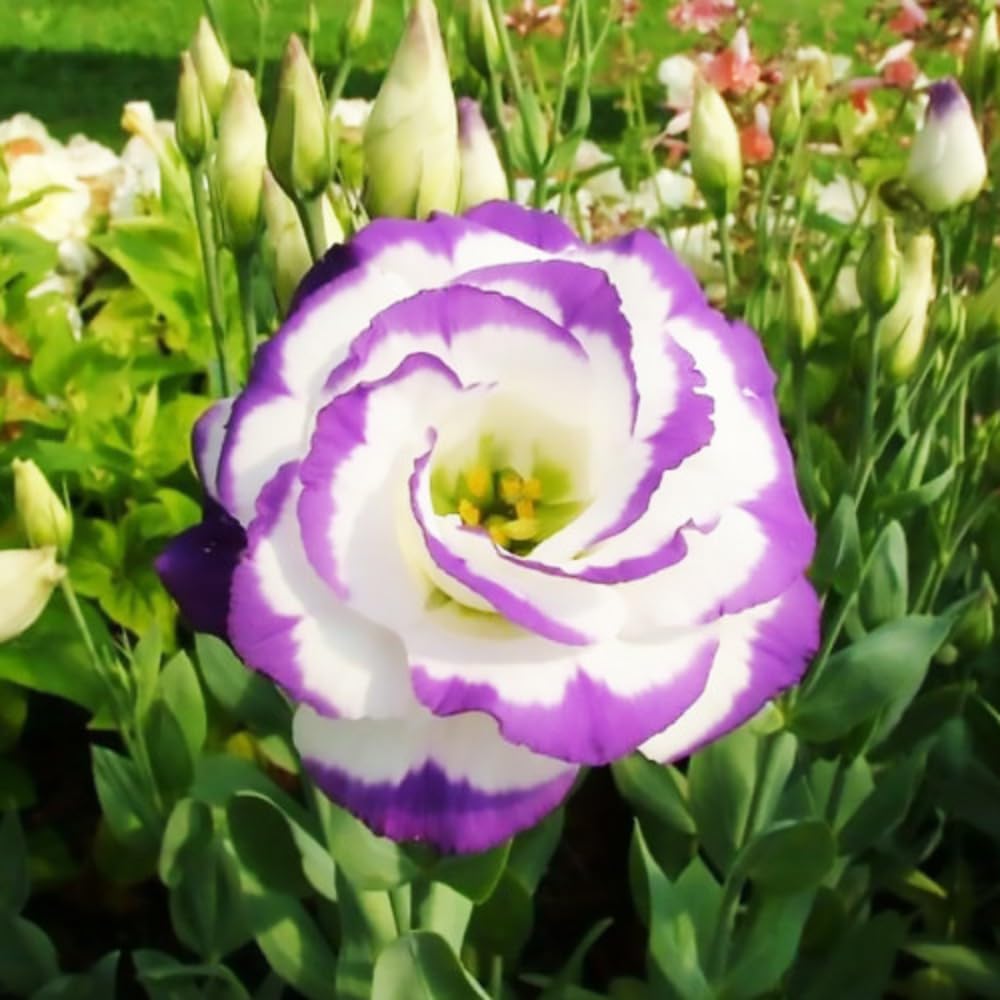 2 Eustoma Lisianthus Live Plants, Lisianthus Flowers Seedlings, 2-3 Inch Tall Well-Rooted Plug, Lisianthus Plants (Rare Blue Lisianthus)