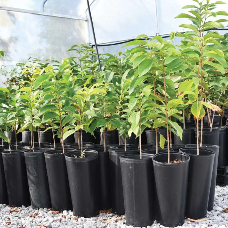 Cold Hardy Pawpaw Tree 1-2 Feet Tall Live Plant, Paw Paw Asimina Triloba Tropical-Tasting Unique Fruit Tree for Home Gardens, Spring Planting