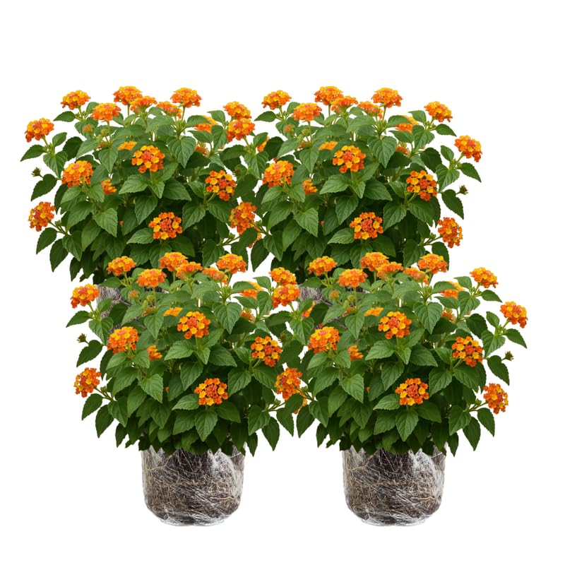4 Lantana Plants Live, Yellow Orange Lantana Live Plant from 4 Inches Tall, Hardy Annual Flower Plant Indoor Outdoor