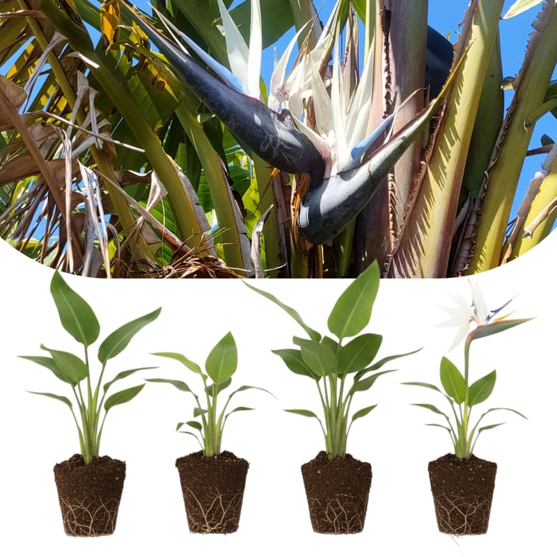 4 White Bird of Paradise Plants Live, Strelitzia Reginae, 4-7 Inch Tall, Tropical Flowering Plants for Indoor or Outdoor Growing
