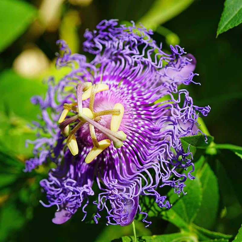 Passion Flower Plant Live, Passiflora Vine for Garden, 4-8" Tall, Hardy Flowering Vine for Garden or Trellis