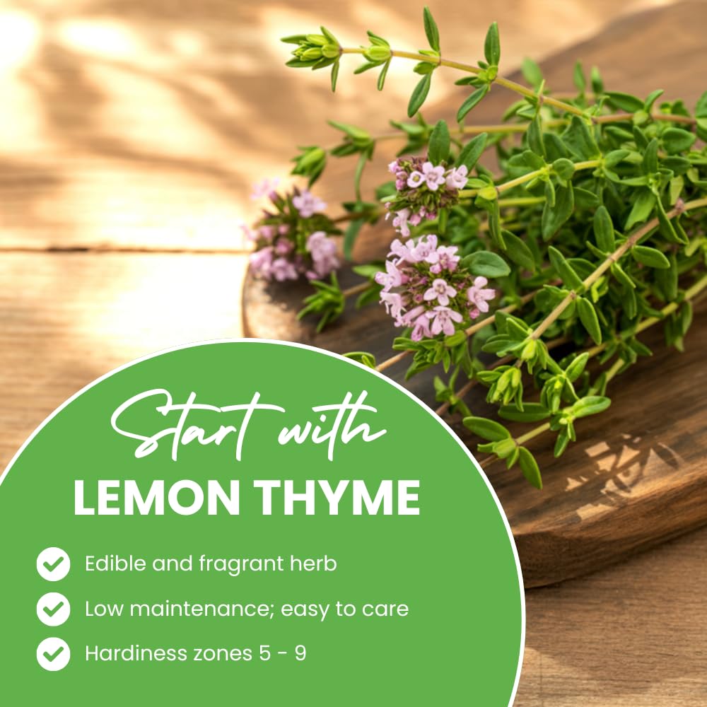 Set 3 Lemon Thyme Plants Live, Live Lemon Thyme Herbs, 4 to 6 Inches Tall, Edible and Fragrant Herb for Patio and Garden